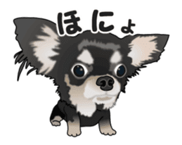 Move! Sticker of Black Chihuahua sticker #13682784