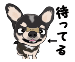 Move! Sticker of Black Chihuahua sticker #13682787