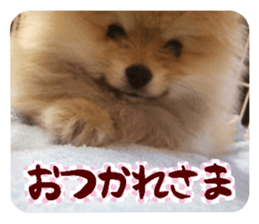 Mr.Pomemaru 5 sticker #13683902