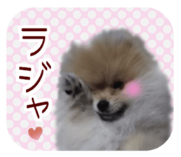 Mr.Pomemaru 5 sticker #13683904