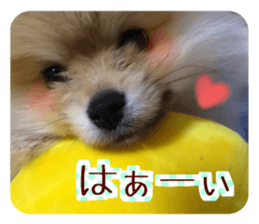 Mr.Pomemaru 5 sticker #13683908