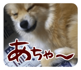 Mr.Pomemaru 5 sticker #13683919