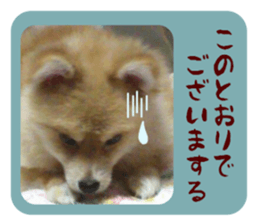 Mr.Pomemaru 5 sticker #13683921