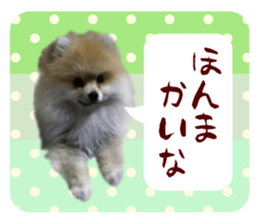 Mr.Pomemaru 5 sticker #13683922