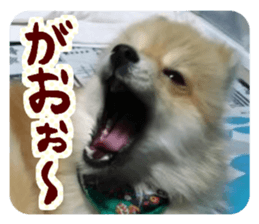 Mr.Pomemaru 5 sticker #13683924