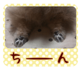 Mr.Pomemaru 5 sticker #13683927