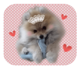 Mr.Pomemaru 5 sticker #13683930