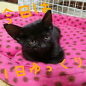 niboshirashurume sticker #13684960