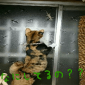 niboshirashurume sticker #13684963