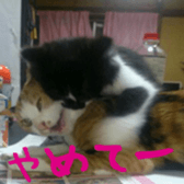 niboshirashurume sticker #13684964