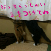 niboshirashurume sticker #13684966