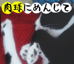 sticker japan cat&gin Photo version 3 sticker #13685750