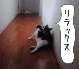 sticker japan cat&gin Photo version 3 sticker #13685752