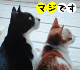 sticker japan cat&gin Photo version 3 sticker #13685754