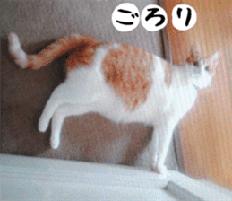 sticker japan cat&gin Photo version 3 sticker #13685755