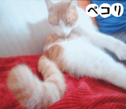 sticker japan cat&gin Photo version 3 sticker #13685756