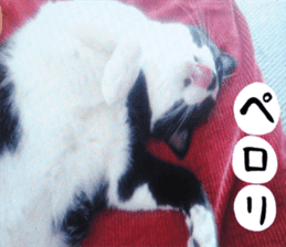 sticker japan cat&gin Photo version 3 sticker #13685757