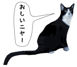 sticker japan cat&gin Photo version 3 sticker #13685758