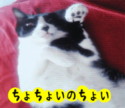 sticker japan cat&gin Photo version 3 sticker #13685759