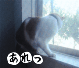 sticker japan cat&gin Photo version 3 sticker #13685761