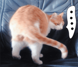 sticker japan cat&gin Photo version 3 sticker #13685762