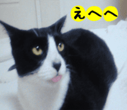 sticker japan cat&gin Photo version 3 sticker #13685763