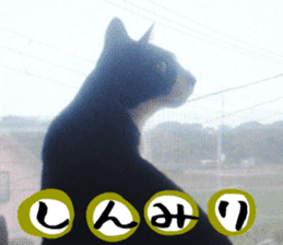 sticker japan cat&gin Photo version 3 sticker #13685766
