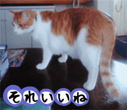 sticker japan cat&gin Photo version 3 sticker #13685767