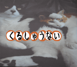 sticker japan cat&gin Photo version 3 sticker #13685768