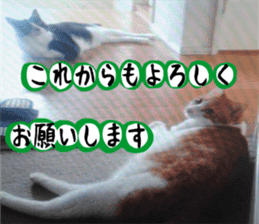 sticker japan cat&gin Photo version 3 sticker #13685769