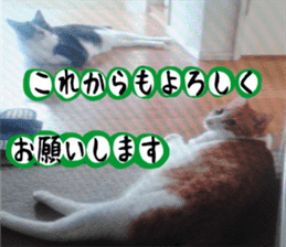 sticker japan cat&gin Photo version 3 sticker #13685769