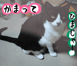 sticker japan cat&gin Photo version 3 sticker #13685770
