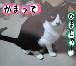 sticker japan cat&gin Photo version 3 sticker #13685770