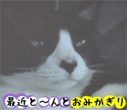 sticker japan cat&gin Photo version 3 sticker #13685771