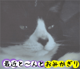 sticker japan cat&gin Photo version 3 sticker #13685771
