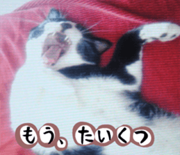 sticker japan cat&gin Photo version 3 sticker #13685772