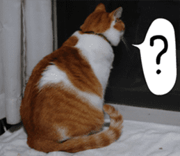 sticker japan cat&gin Photo version 3 sticker #13685773