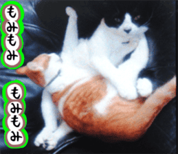 sticker japan cat&gin Photo version 3 sticker #13685774