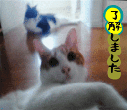 sticker japan cat&gin Photo version 3 sticker #13685775