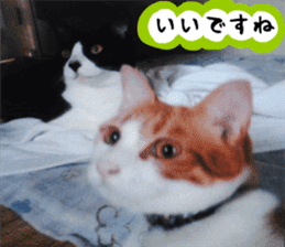 sticker japan cat&gin Photo version 3 sticker #13685777
