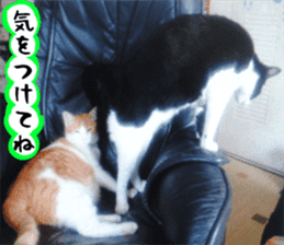 sticker japan cat&gin Photo version 3 sticker #13685779