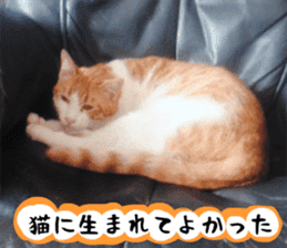 sticker japan cat&gin Photo version 3 sticker #13685781