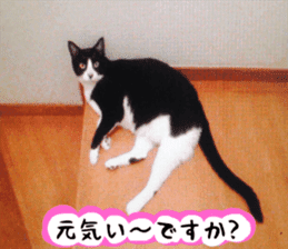 sticker japan cat&gin Photo version 3 sticker #13685782