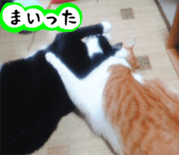 sticker japan cat&gin Photo version 3 sticker #13685783