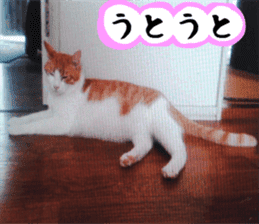 sticker japan cat&gin Photo version 3 sticker #13685784