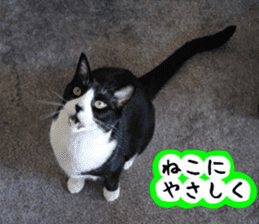 sticker japan cat&gin Photo version 3 sticker #13685785