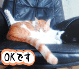 sticker japan cat&gin Photo version 3 sticker #13685786