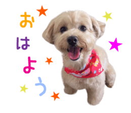 Real DOG Maltipoo sticker #13686374