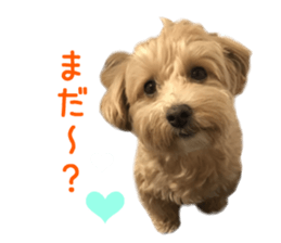 Real DOG Maltipoo sticker #13686375