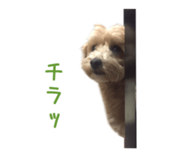 Real DOG Maltipoo sticker #13686377